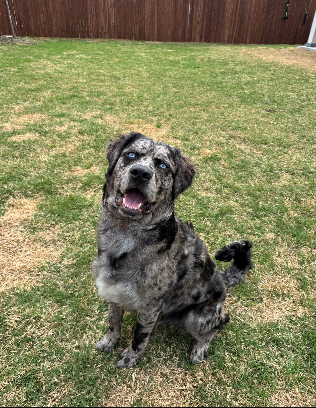 Merle mixed breed sitting in the grass on a sunny training day