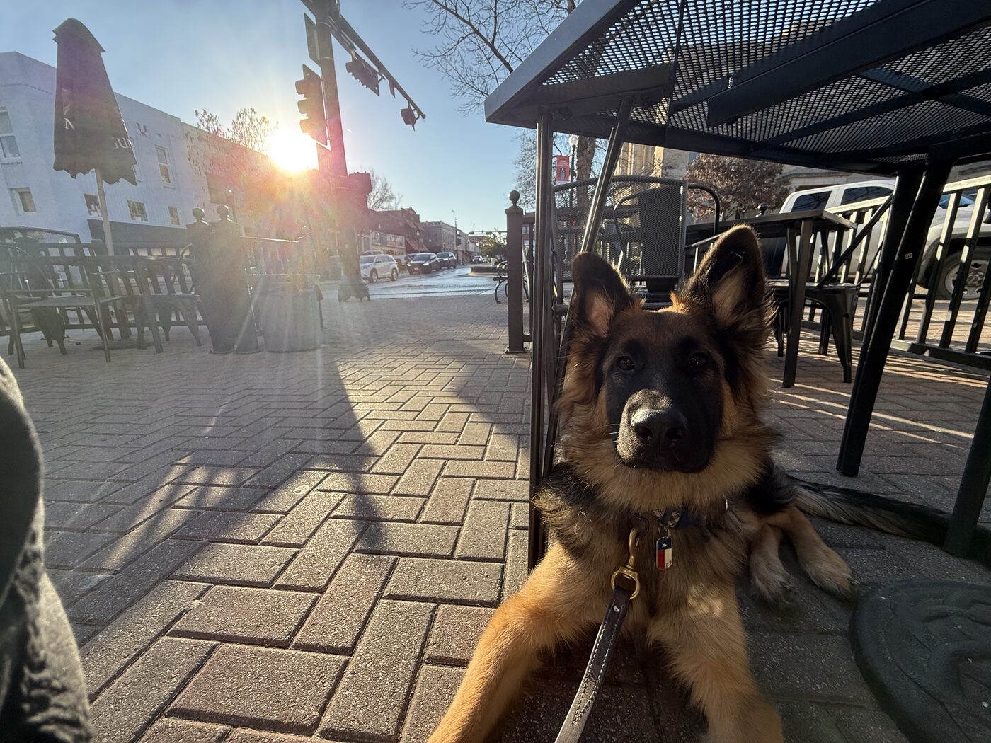 German Shepherd working focus on leash in a courtyard at sunset