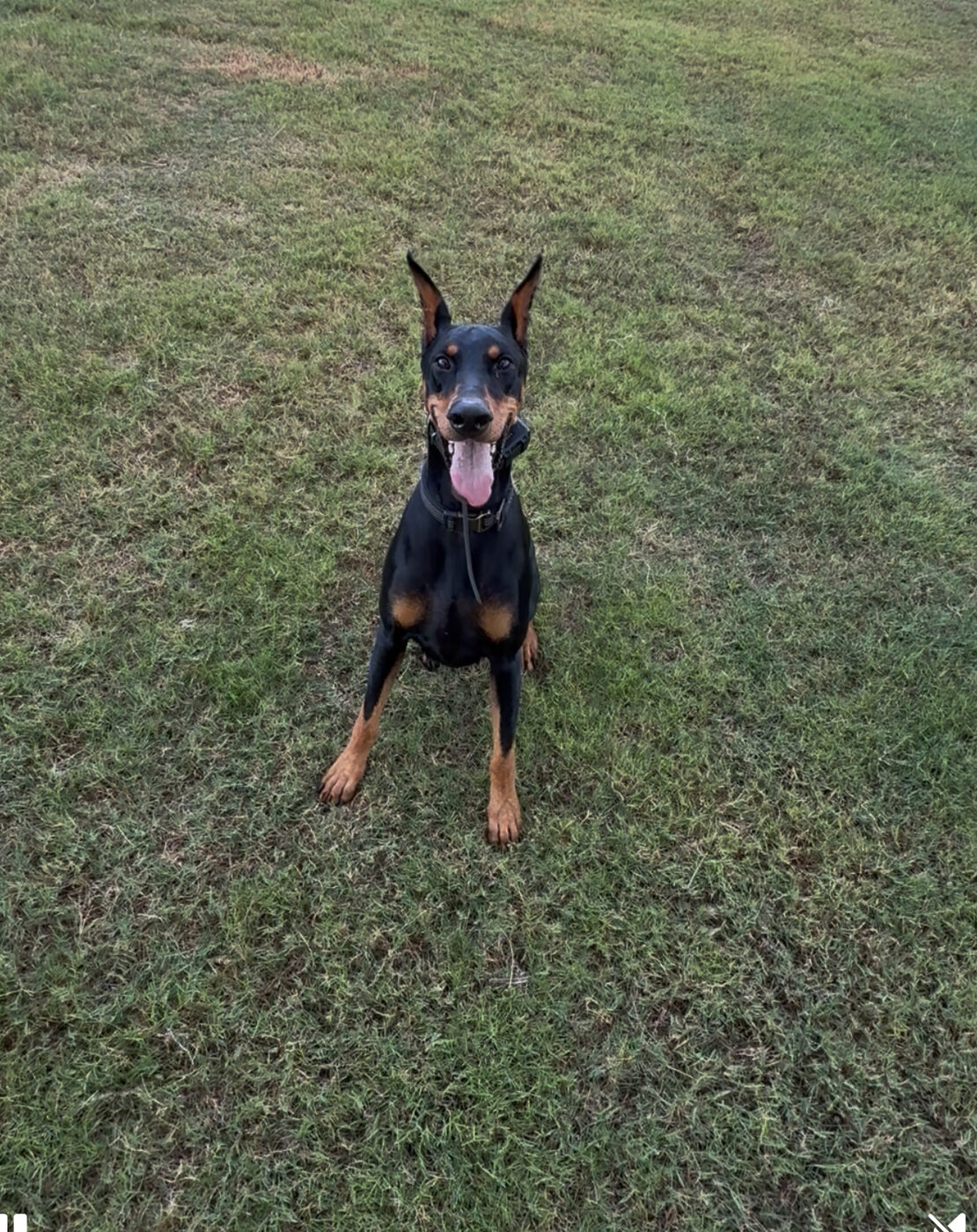 Doberman relaxed in a down position on the grass during obedience training