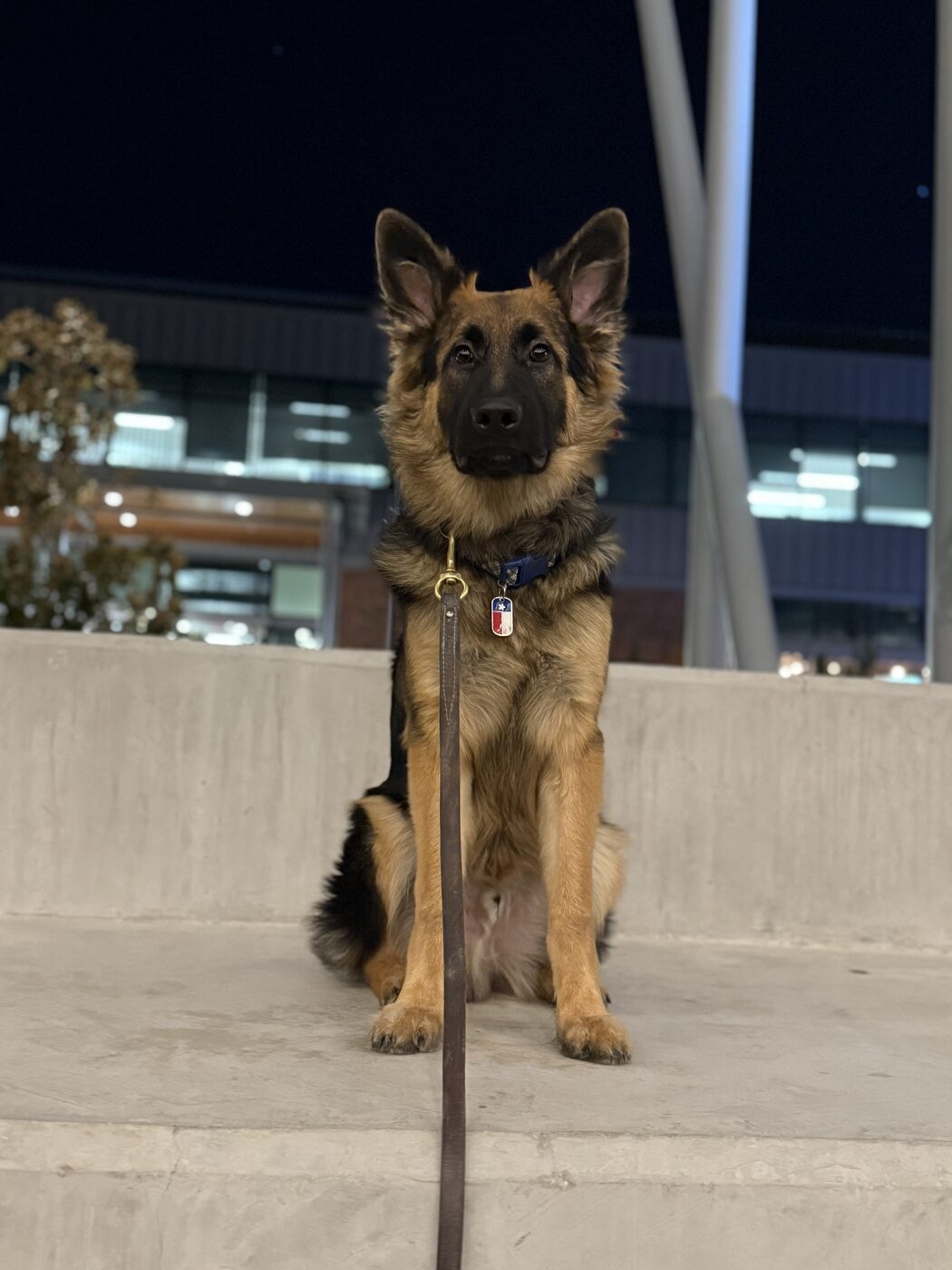 German Shepherd holding a focused sit-stay in a busy urban plaza
