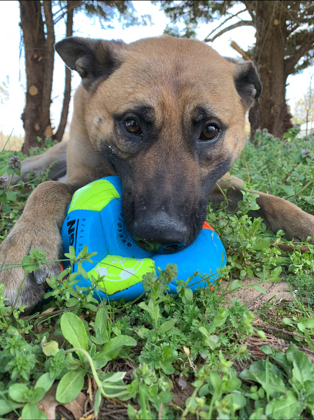 Belgian Malinois carrying a training ball as a reward for correct work