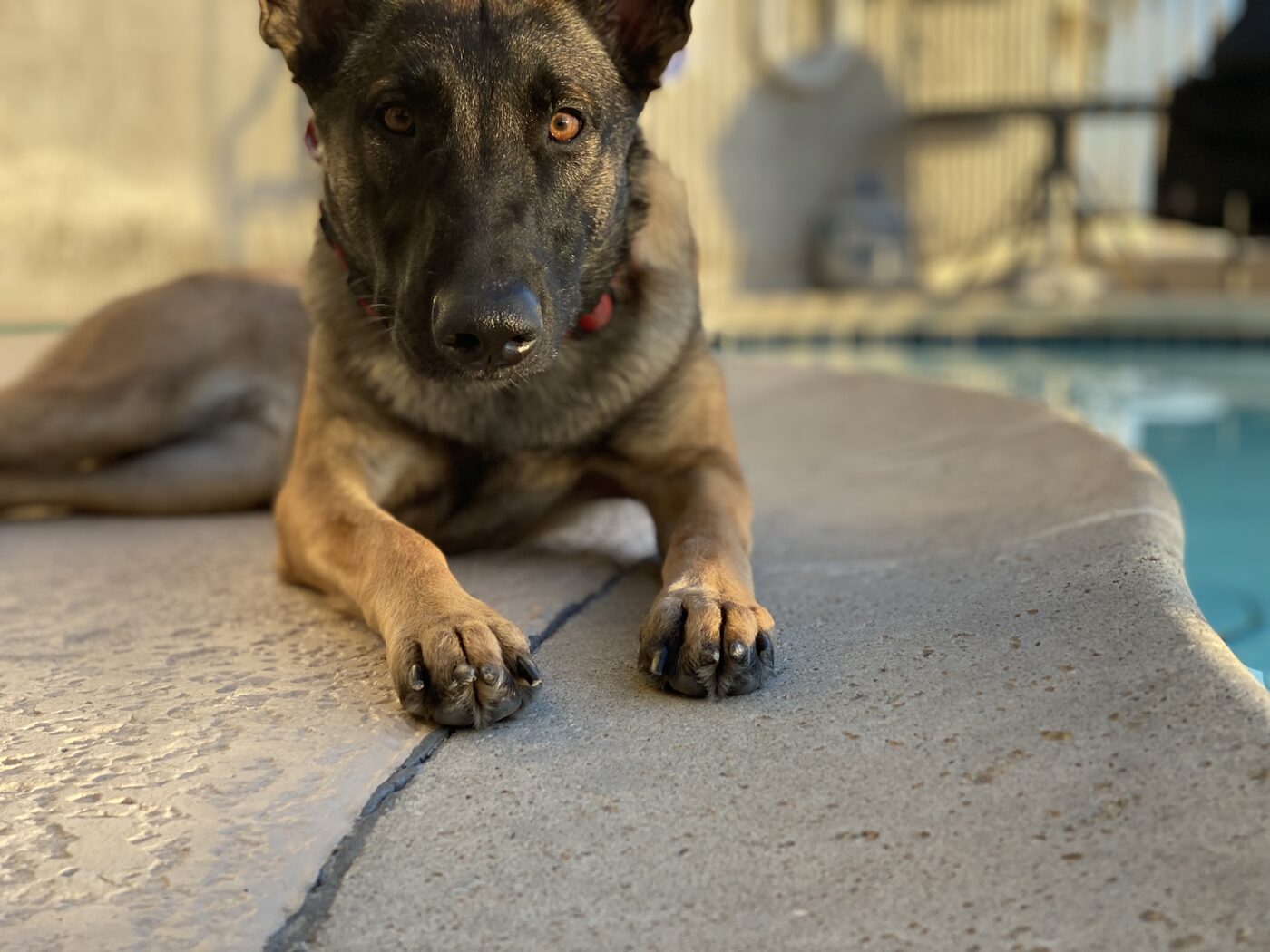 Brindle Belgian Malinois in a calm down position on a patio