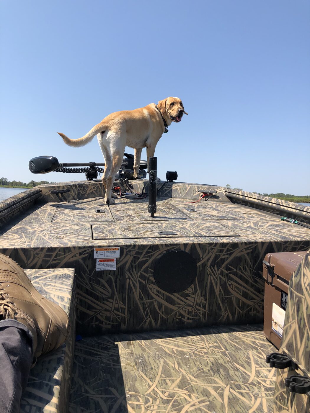 Yellow Labrador standing steady on a duck blind during field conditioning